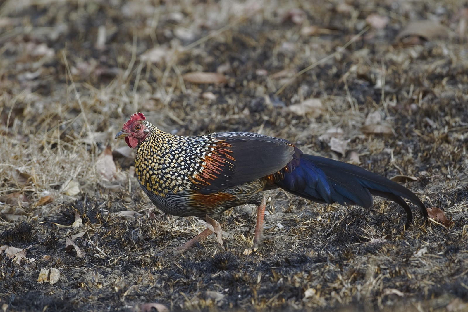 image Grey Junglefowl